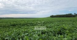 Venda de Fazenda Produtiva 1.678 hectares | Ribeirão Cascalheira/MT