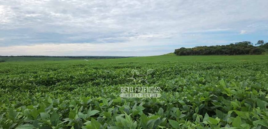 Venda de Fazenda Produtiva 1.678 hectares | Ribeirão Cascalheira/MT