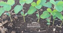 Venda de Fazenda Produtiva 1.678 hectares | Ribeirão Cascalheira/MT