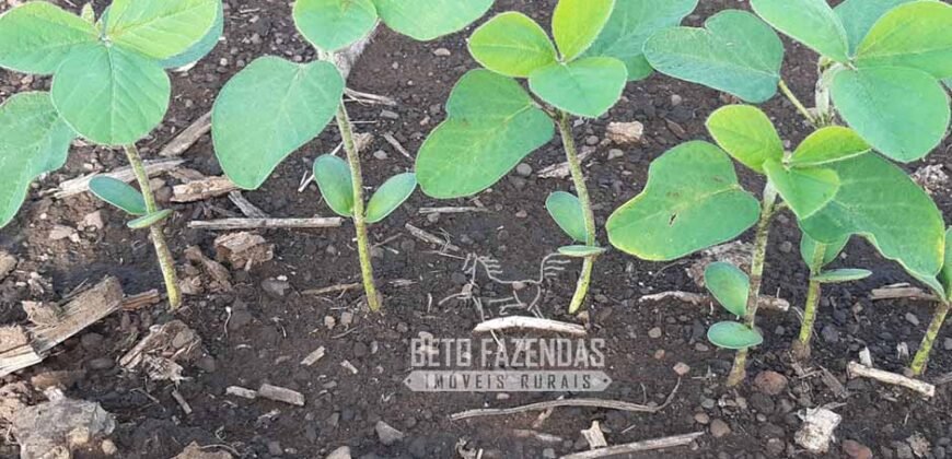 Venda de Fazenda Produtiva 1.678 hectares | Ribeirão Cascalheira/MT