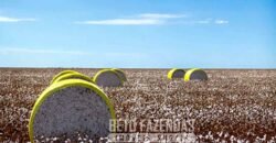 Fazenda à Venda Alta Produtividade com 15.000 hectares | Campo Verde/MT