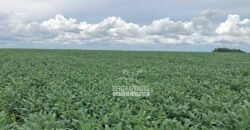 Fazenda à Venda Alta Produtividade com 15.000 hectares | Campo Verde/MT