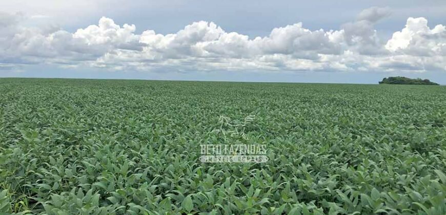 Fazenda à Venda Alta Produtividade com 15.000 hectares | Campo Verde/MT