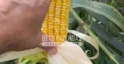 Fazenda à Venda Alta Produtividade com 15.000 hectares | Campo Verde/MT