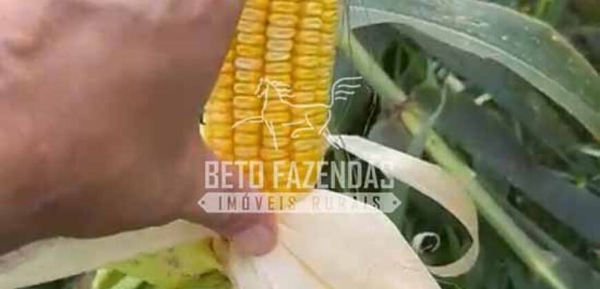 Fazenda à Venda Alta Produtividade com 15.000 hectares | Campo Verde/MT