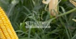 Fazenda à Venda Alta Produtividade com 15.000 hectares | Campo Verde/MT