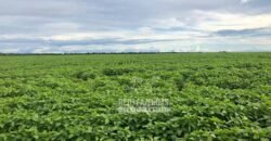 Fazenda à Venda Alta Produtividade com 15.000 hectares | Campo Verde/MT