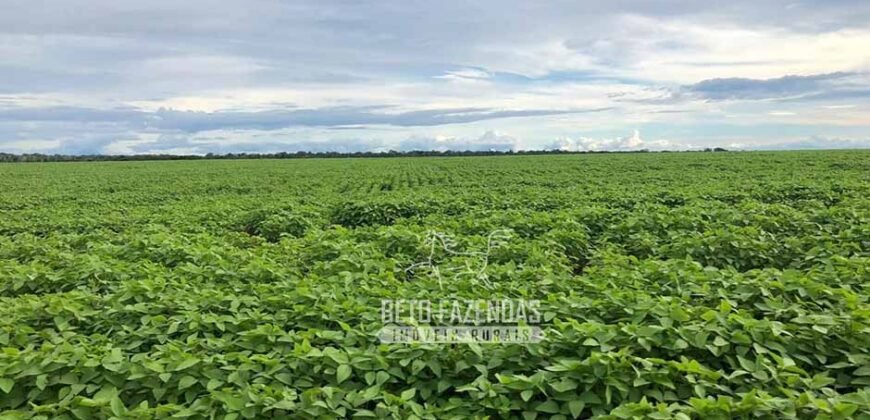 Fazenda à Venda Alta Produtividade com 15.000 hectares | Campo Verde/MT