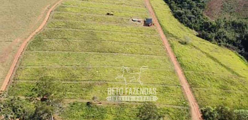 Fazenda à Venda 237 hectares Completa | Senador Modestino/MG