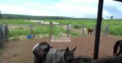 Venda de 3 Fazendas total de 3.150 has Pecuária e Lavoura | Paranatinga/MT Venda de 3 Fazendas total de 3.150 has Pecuária e Lavoura | Paranatinga/MT
