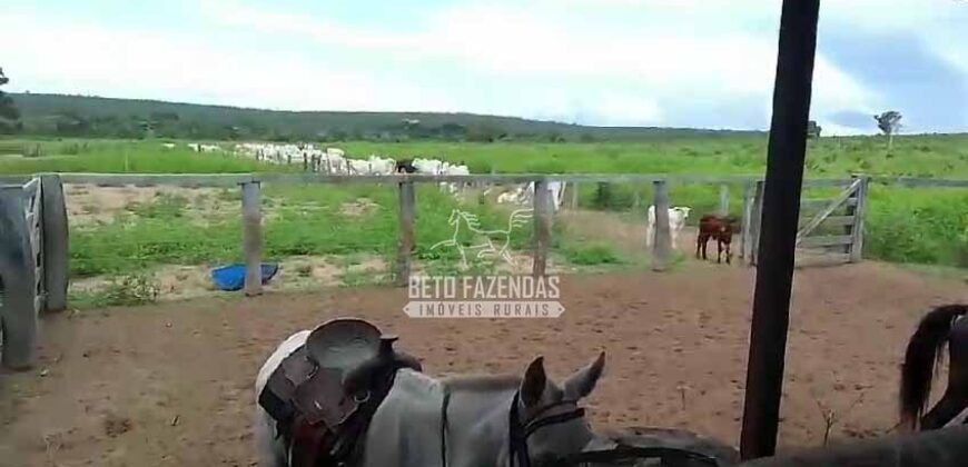 Venda de 3 Fazendas total de 3.150 has Pecuária e Lavoura | Paranatinga/MT Venda de 3 Fazendas total de 3.150 has Pecuária e Lavoura | Paranatinga/MT