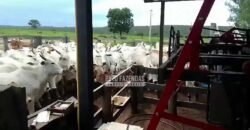 Venda de 3 Fazendas total de 3.150 has Pecuária e Lavoura | Paranatinga/MT Venda de 3 Fazendas total de 3.150 has Pecuária e Lavoura | Paranatinga/MT