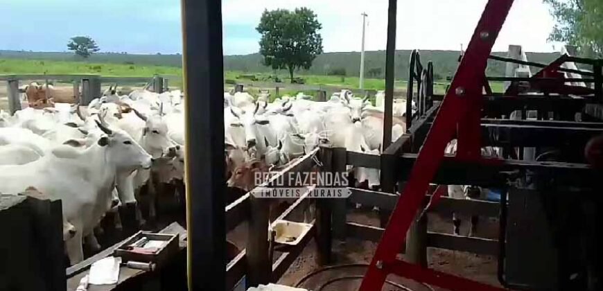 Venda de 3 Fazendas total de 3.150 has Pecuária e Lavoura | Paranatinga/MT Venda de 3 Fazendas total de 3.150 has Pecuária e Lavoura | Paranatinga/MT
