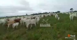 Venda de 3 Fazendas total de 3.150 has Pecuária e Lavoura | Paranatinga/MT Venda de 3 Fazendas total de 3.150 has Pecuária e Lavoura | Paranatinga/MT