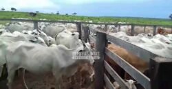 Venda de 3 Fazendas total de 3.150 has Pecuária e Lavoura | Paranatinga/MT Venda de 3 Fazendas total de 3.150 has Pecuária e Lavoura | Paranatinga/MT