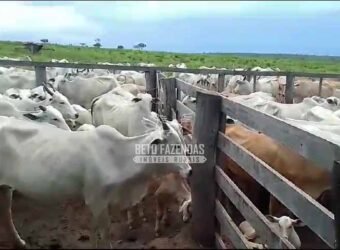 Venda de 3 Fazendas total de 3.150 has Pecuária e Lavoura | Paranatinga/MT Venda de 3 Fazendas total de 3.150 has Pecuária e Lavoura | Paranatinga/MT