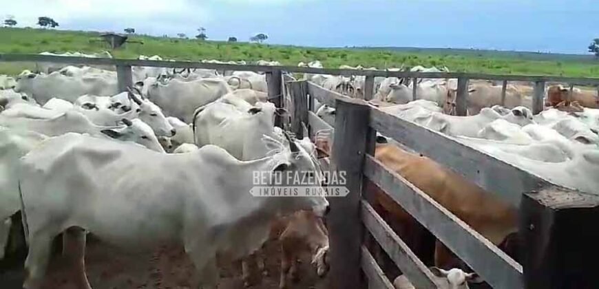 Venda de 3 Fazendas total de 3.150 has Pecuária e Lavoura | Paranatinga/MT Venda de 3 Fazendas total de 3.150 has Pecuária e Lavoura | Paranatinga/MT