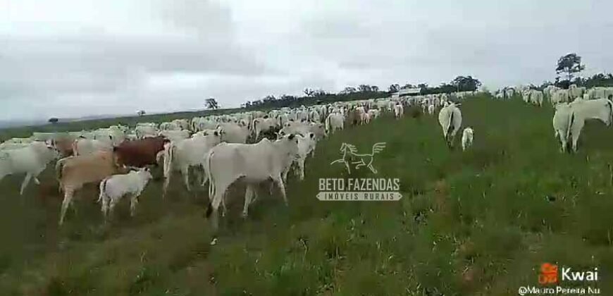Venda de 3 Fazendas total de 3.150 has Pecuária e Lavoura | Paranatinga/MT Venda de 3 Fazendas total de 3.150 has Pecuária e Lavoura | Paranatinga/MT