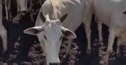 Venda de 3 Fazendas total de 3.150 has Pecuária e Lavoura | Paranatinga/MT Venda de 3 Fazendas total de 3.150 has Pecuária e Lavoura | Paranatinga/MT