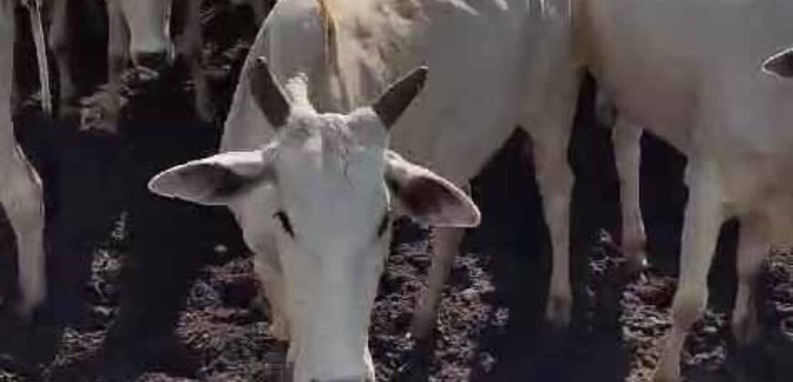 Venda de 3 Fazendas total de 3.150 has Pecuária e Lavoura | Paranatinga/MT Venda de 3 Fazendas total de 3.150 has Pecuária e Lavoura | Paranatinga/MT