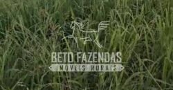 Venda de 3 Fazendas total de 3.150 has Pecuária e Lavoura | Paranatinga/MT Venda de 3 Fazendas total de 3.150 has Pecuária e Lavoura | Paranatinga/MT