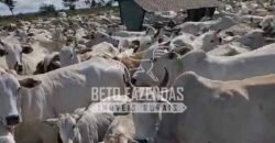 Venda de 3 Fazendas total de 3.150 has Pecuária e Lavoura | Paranatinga/MT Venda de 3 Fazendas total de 3.150 has Pecuária e Lavoura | Paranatinga/MT