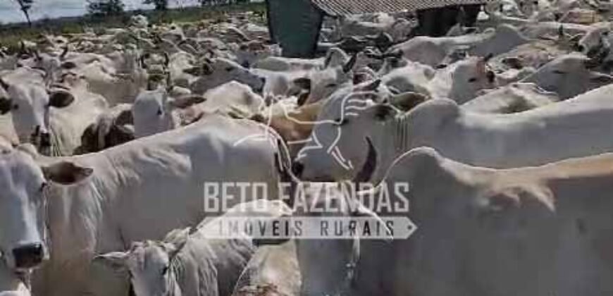 Venda de 3 Fazendas total de 3.150 has Pecuária e Lavoura | Paranatinga/MT Venda de 3 Fazendas total de 3.150 has Pecuária e Lavoura | Paranatinga/MT