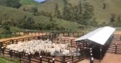 Fazenda à Venda 100 Alqueires em Maria Mendonça | Trajano de Moraes/RJ Fazenda à Venda 100 Alqueires em Maria Mendonça | Trajano de Moraes/RJ