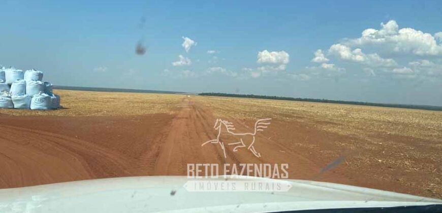 Fazenda Produtiva à Venda 12.000 has – Potencial Agrícola | Nova Ubiratã/MT