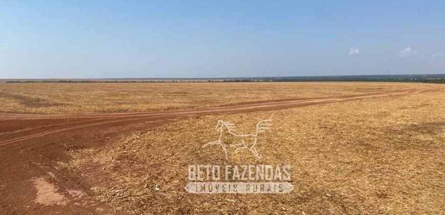 Fazenda Produtiva à Venda 12.000 has – Potencial Agrícola | Nova Ubiratã/MT