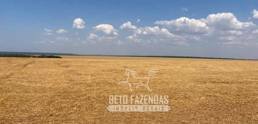 Fazenda Produtiva à Venda 12.000 has – Potencial Agrícola | Nova Ubiratã/MT