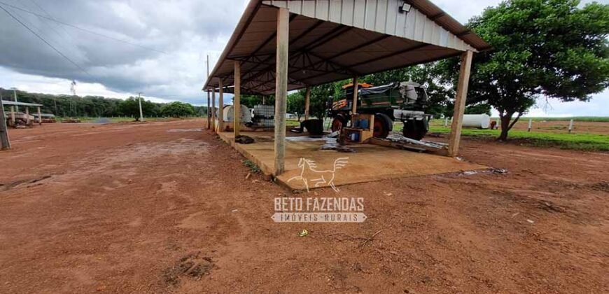 Fazenda Produtiva à Venda 12.000 has – Potencial Agrícola | Nova Ubiratã/MT