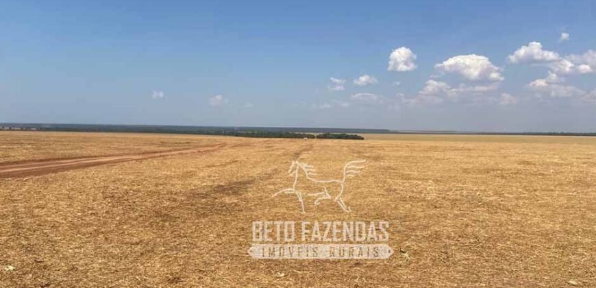 Fazenda Produtiva à Venda 12.000 has – Potencial Agrícola | Nova Ubiratã/MT