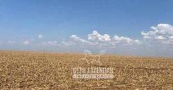 Fazenda Produtiva à Venda 12.000 has – Potencial Agrícola | Nova Ubiratã/MT