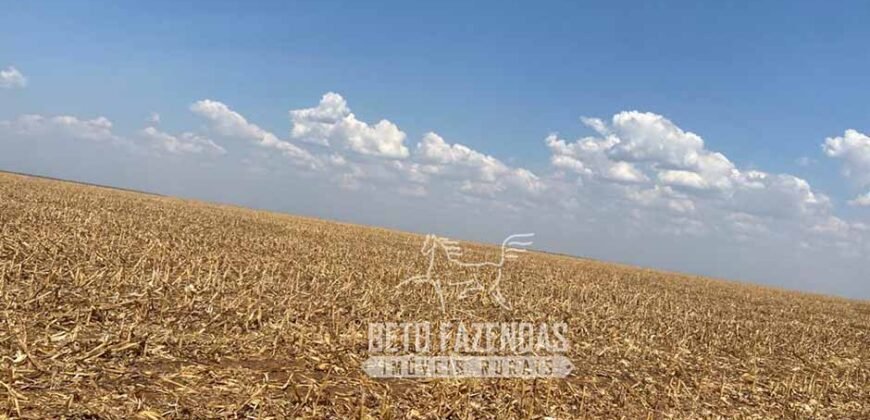Fazenda Produtiva à Venda 12.000 has – Potencial Agrícola | Nova Ubiratã/MT