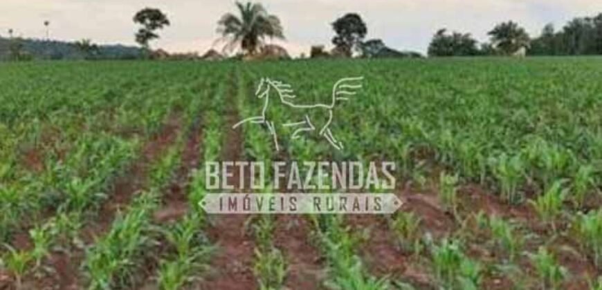 Fazenda à Venda 200 alqueires Estrutura Completa | Nova Califórnia/RO