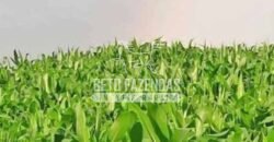 Fazenda à Venda 200 alqueires Estrutura Completa | Nova Califórnia/RO