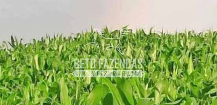 Fazenda à Venda 200 alqueires Estrutura Completa | Nova Califórnia/RO