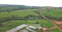 Fazenda à venda 407 alqueires Produtiva | São Miguel do Passa Quatro/ GO