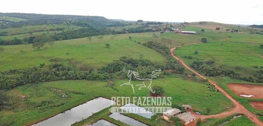 Fazenda à venda 407 alqueires Produtiva | São Miguel do Passa Quatro/ GO
