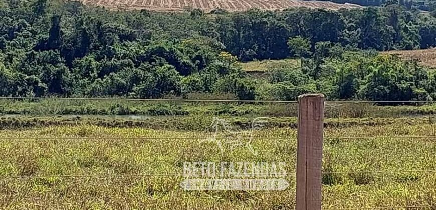 Fazenda à venda 407 alqueires Produtiva | São Miguel do Passa Quatro/ GO