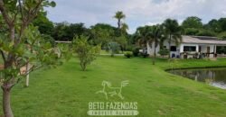 Fazenda à venda 407 alqueires Produtiva | São Miguel do Passa Quatro/ GO