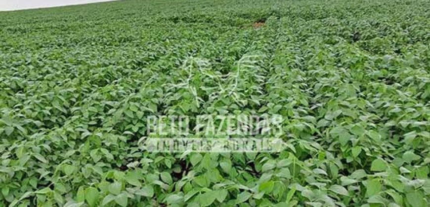 Fazenda à venda 407 alqueires Produtiva | São Miguel do Passa Quatro/ GO