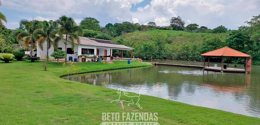 Fazenda à venda 407 alqueires Produtiva | São Miguel do Passa Quatro/ GO