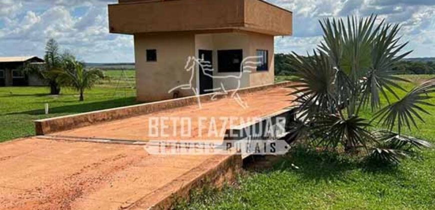 Oportunidade Única! Fazenda Produtiva 2.436 ha | Nova Mutum/MT Oportunidade Única! Fazenda Produtiva 2.436 ha | Nova Mutum/MT