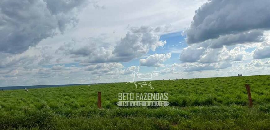 Oportunidade Única! Fazenda Produtiva 2.436 ha | Nova Mutum/MT Oportunidade Única! Fazenda Produtiva 2.436 ha | Nova Mutum/MT