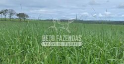 Fazenda à Venda 1.800 hectares Potencial Agrícola | Barra do Garças/MT Fazenda à Venda 1.800 hectares Potencial Agrícola | Barra do Garças/MT