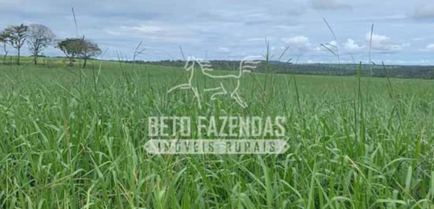 Fazenda à Venda 1.800 hectares Potencial Agrícola | Barra do Garças/MT Fazenda à Venda 1.800 hectares Potencial Agrícola | Barra do Garças/MT