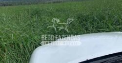 Fazenda à Venda 1.800 hectares Potencial Agrícola | Barra do Garças/MT Fazenda à Venda 1.800 hectares Potencial Agrícola | Barra do Garças/MT