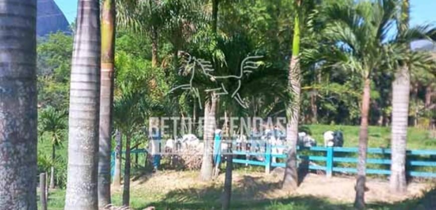 Venda de Lindo Sítio com 10 hectares Paraíso na Serra da Cruz | Macaé/RJ Venda de Lindo Sítio com 10 hectares Paraíso na Serra da Cruz | Macaé/RJ